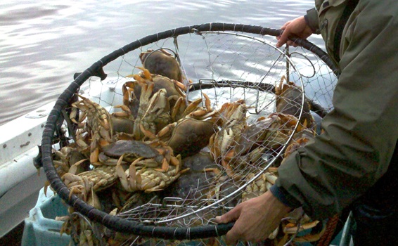 Oregon Delay in Dungeness Crabbing has Wide Economic Impact, More Frozen Crab